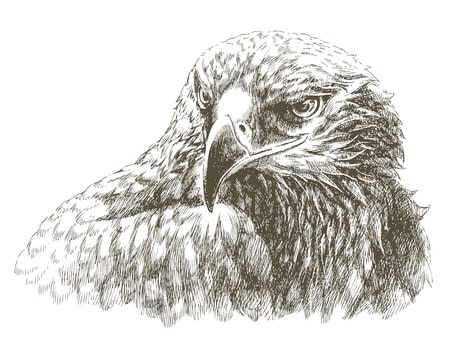4 Tips for Drawing Animals Accurately - Hunakai Studio of Fine Arts,  Foxborough